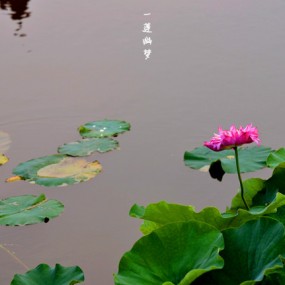 我有～～～『一莲幽梦』