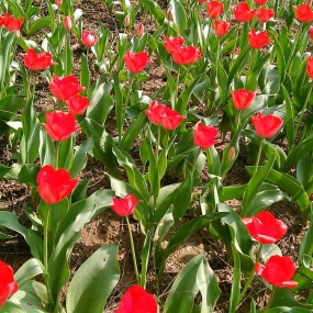 初春植物园  美哉郁金香