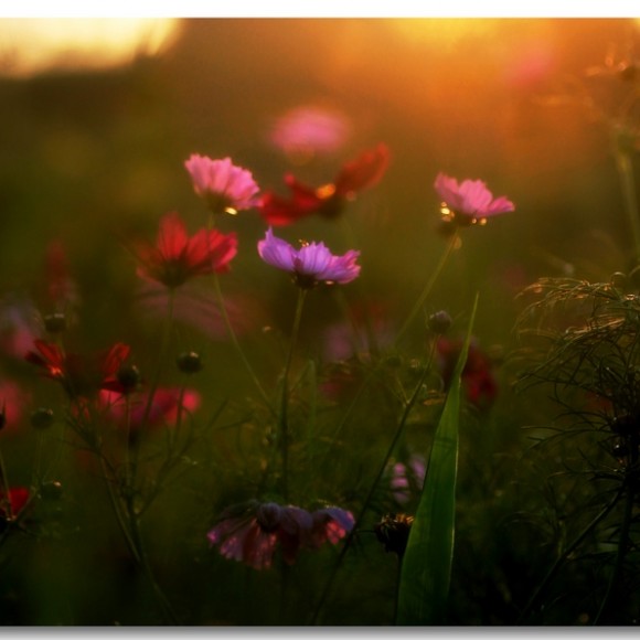 关于杨庄的记忆