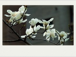 《 习 拍 》圣 洁 之 玉 兰