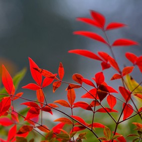 永阳公园拍腊梅