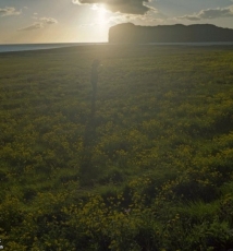 Kanako Sasak：少女漫游记