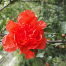 一花一世界，一叶一菩提。