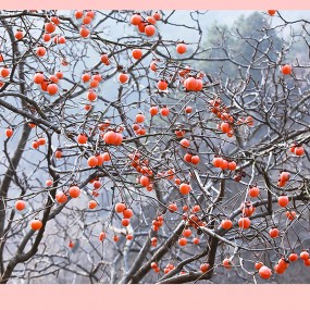 小红灯笼高高挂-2