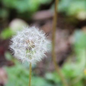 铁路疗养院花卉