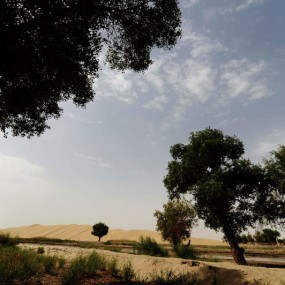 【实拍】罗布人村寨的外围镜头
