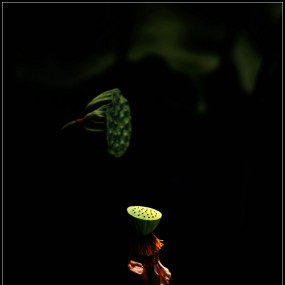 西安市植物园拍荷花