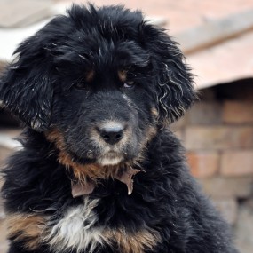 萌翻了的小【藏獒】