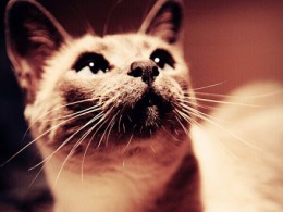 我与菜菜的4张佛悟