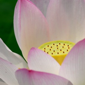 六月拍荷正当时