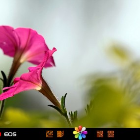 【色影视界】━━ 一些平凡的花花