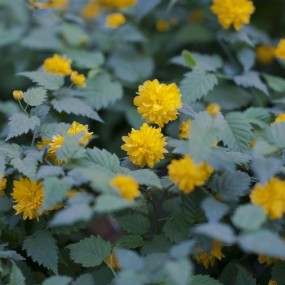 　　春去也，    共惜艳阳年。