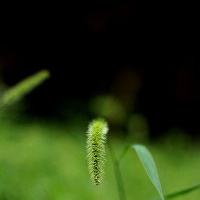 狗尾巴草