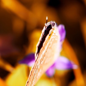 秋浓我也浓－附思路