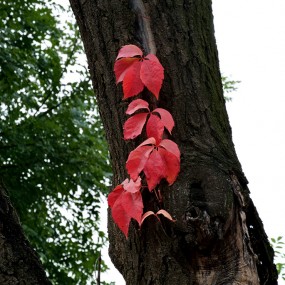 解落三秋叶 能开二月花