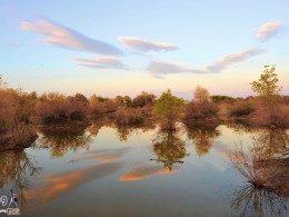 胡杨林（额济纳）