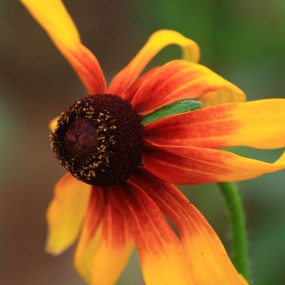 2011EXPO 送你一个长安花谷