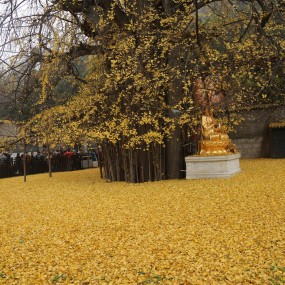 千年银杏树会发光