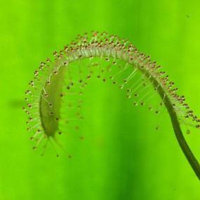 让人沉迷的微距世界