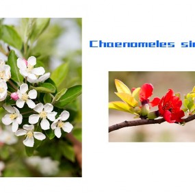 Chaenomeles sinensis