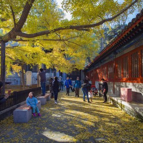 《千年银杏展新彩》