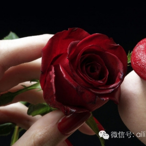 情人节的玫瑰为谁开