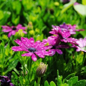 世园会摄影----植物篇  （1）