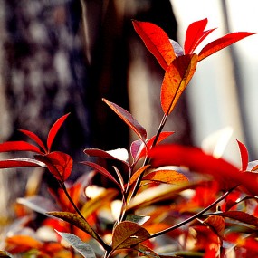 渭河的冬天也美丽