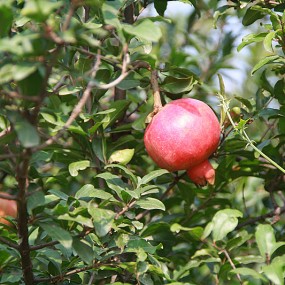 临潼的石榴熟了