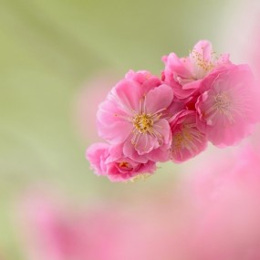 ——梅之俏（二）——