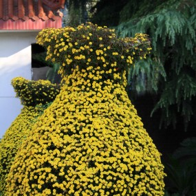 植物园菊展随拍-2014