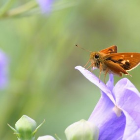 夏天的记忆--昆虫3