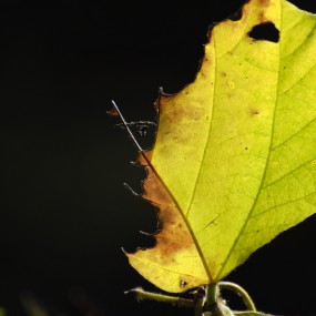 秋日浪漫-11.4外拍作业之四