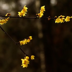 日月变换而我心依旧