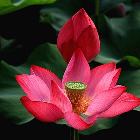 西安盛州科技园的荷花 美