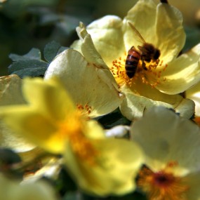 蜂蝶恋花舞纷纷