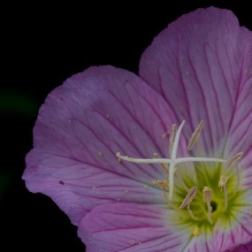 清新淡雅月见草