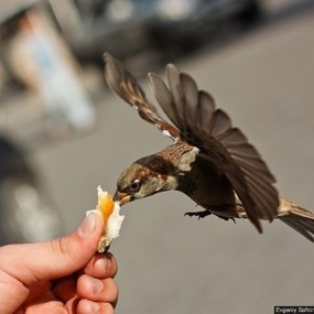 不同视角下的动物摄影