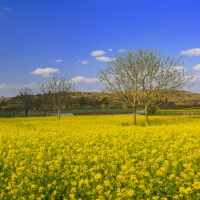 春暖花开，万物复苏