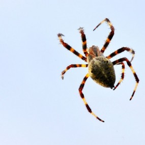 立秋以后的蜘蛛--航海王基德