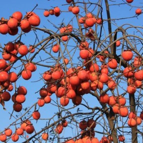 终于晴了！拍几张柿子！