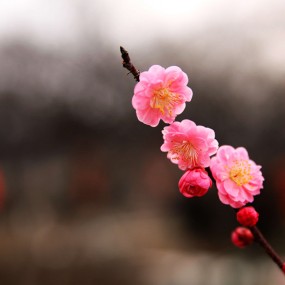 大唐芙蓉园灯展