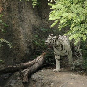 山中之王_航海王基德_老虎