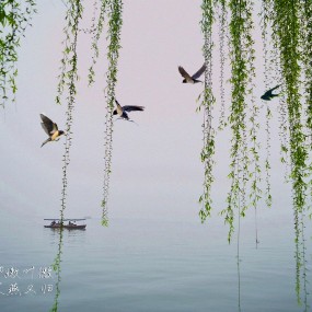 河堤荡柳嫩叶微   不尽春寒燕又归