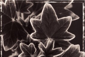 Ron van Dongen 花02