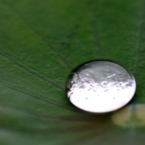 荷叶上的水珠