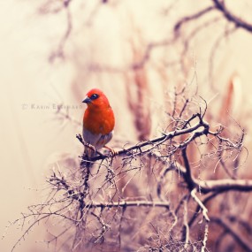 摄影师Karin Eberhard精彩微距摄影作品