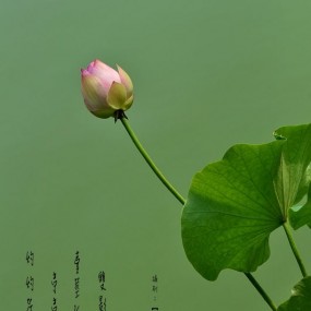 丰庆园【荷花】