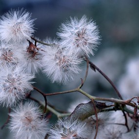 千里光花结毛绒绒的种子