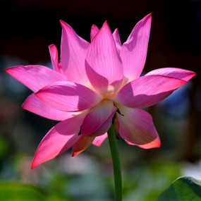 多姿多彩的荷花